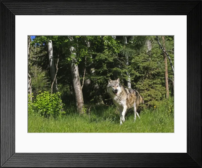 Framed Print : Timber / Grey Wolf. Minnesota - USA Framed Print : Timber / Grey Wolf. Minnesota - USA