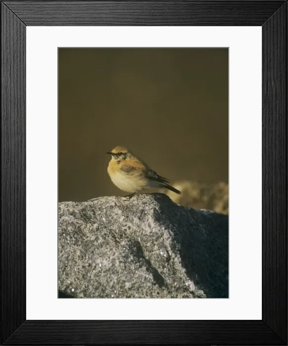 Framed Print : Desert Wheater - male resting on a rock Framed Print : Desert Wheater - male resting on a rock