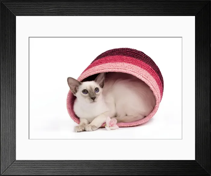 Framed Print : Cat - Balinese - Kitten curled up in pink basket Framed Print : Cat - Balinese - Kitten curled up in pink basket