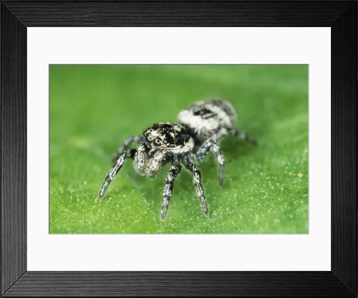 Framed Print : Jumping Spider - garden UK Framed Print : Jumping Spider - garden UK