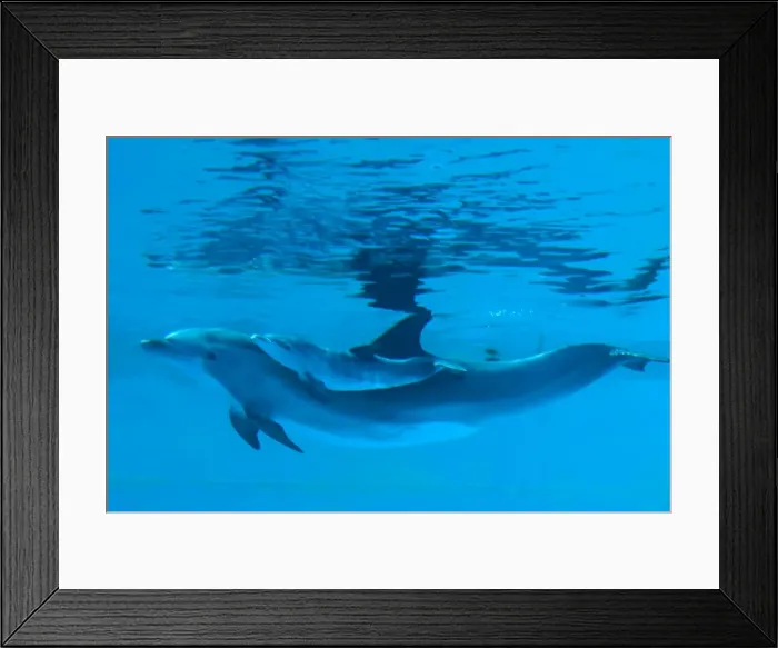 Framed Print : Bottlenose Dolphin - recently born calf swims with mother - Oltremare lagoon – Riccione – Italy The pregnancy lasted 54 weeks. The male calf was born July 2nd 2010 at 8 Framed Print : Bottlenose Dolphin - recently born calf swims with mother - Oltremare lagoon – Riccione – Italy The pregnancy lasted 54 weeks. The male calf was born July 2nd 2010 at 8