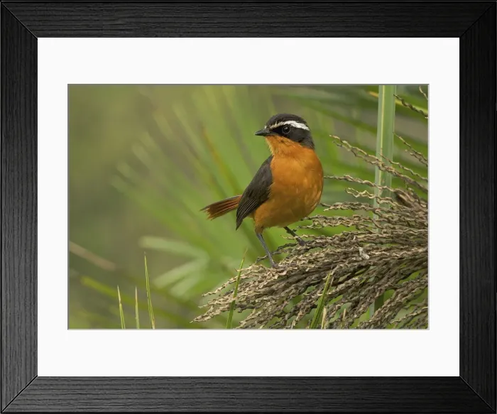 Framed Print : Cossypha semirufa Framed Print : Cossypha semirufa