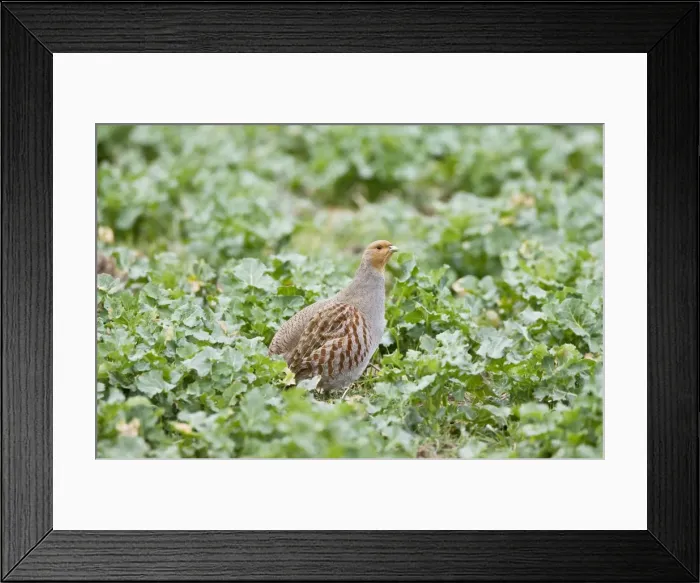 Framed Print : Grey Partridge - adult female stood in Rape Field - Oxon - UK - March Framed Print : Grey Partridge - adult female stood in Rape Field - Oxon - UK - March