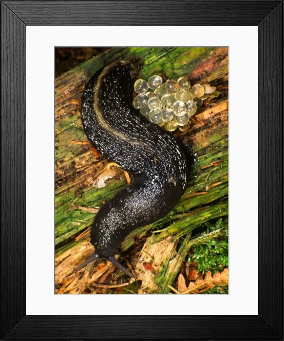 Framed Print : Ash Grey Slug With batch of eggs Hampshire woodland, UK Framed Print : Ash Grey Slug With batch of eggs Hampshire woodland, UK
