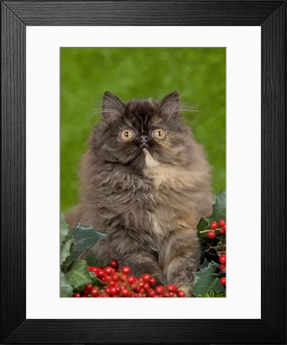 Framed Print : Cat - Persian kitten in garden amongst berries Framed Print : Cat - Persian kitten in garden amongst berries