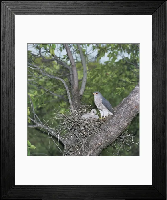 Framed Print : Shikra - at nest with chicks Framed Print : Shikra - at nest with chicks