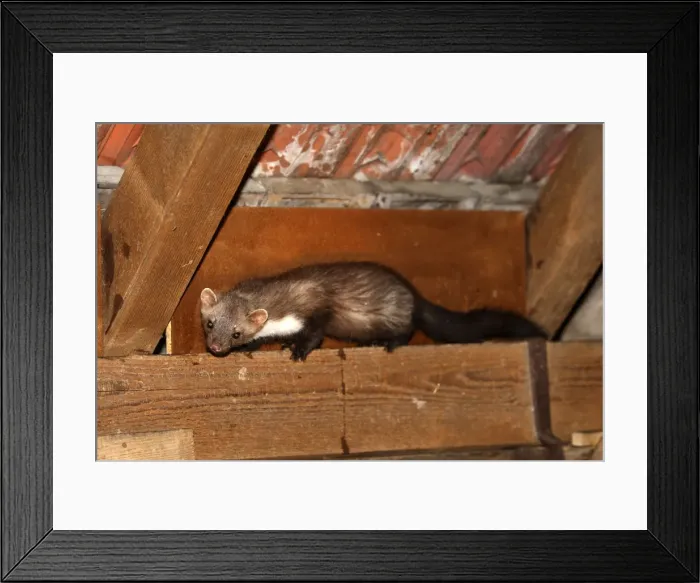 Framed Print : Beech Marten / Stone Marten. Alsace - France Framed Print : Beech Marten / Stone Marten. Alsace - France