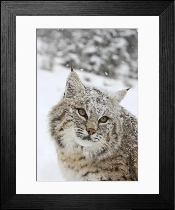 Framed Print : Bobcat - in snow. Montana - USA Framed Print : Bobcat - in snow. Montana - USA