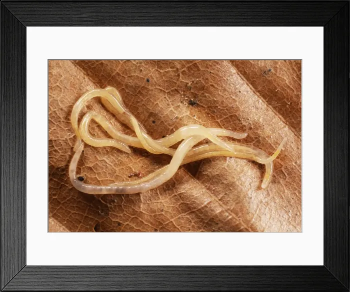Framed Print : Enchytraeid Worms Aggregtion, UK Framed Print : Enchytraeid Worms Aggregtion, UK
