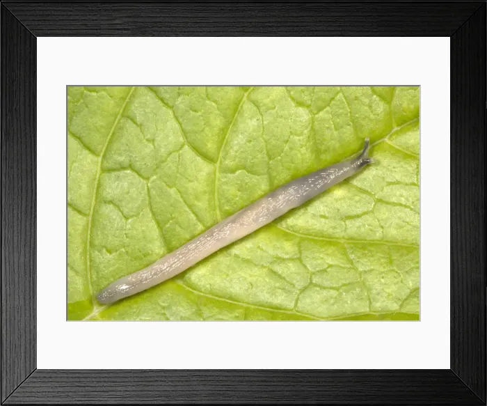 Framed Print : Worm Slug (known colloquially as ‘Bert the Gorilla'!) Native to southeastern Europe First found in England in Windermere in 1972 Has since spread throughout most of Britain and Ireland Location Framed Print : Worm Slug (known colloquially as ‘Bert the Gorilla'!) Native to southeastern Europe First found in England in Windermere in 1972 Has since spread throughout most of Britain and Ireland Location