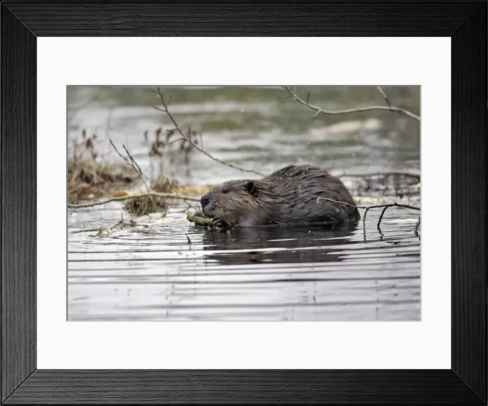 Framed Print : European Beaver - in water. Kuhmo - Finland Framed Print : European Beaver - in water. Kuhmo - Finland