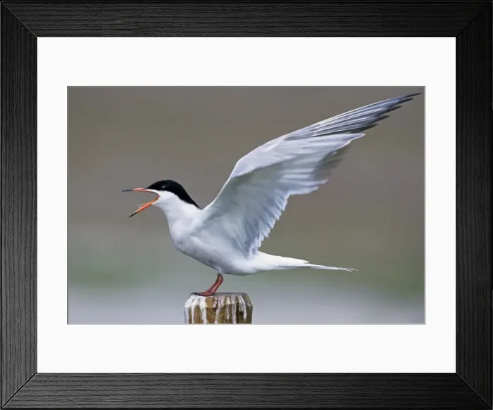 Framed Print : Common Tern - screaming with open wings - Belgium Framed Print : Common Tern - screaming with open wings - Belgium