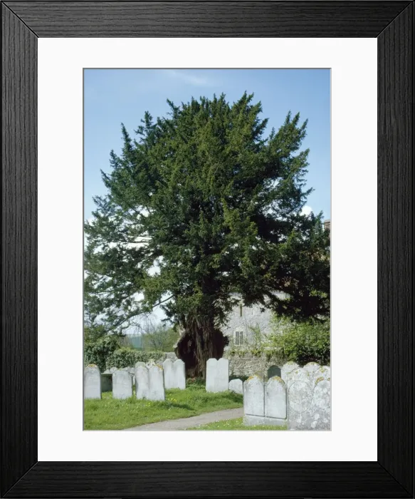 Framed Print : Old Yew Tree - in Sussex churchyard UK Framed Print : Old Yew Tree - in Sussex churchyard UK