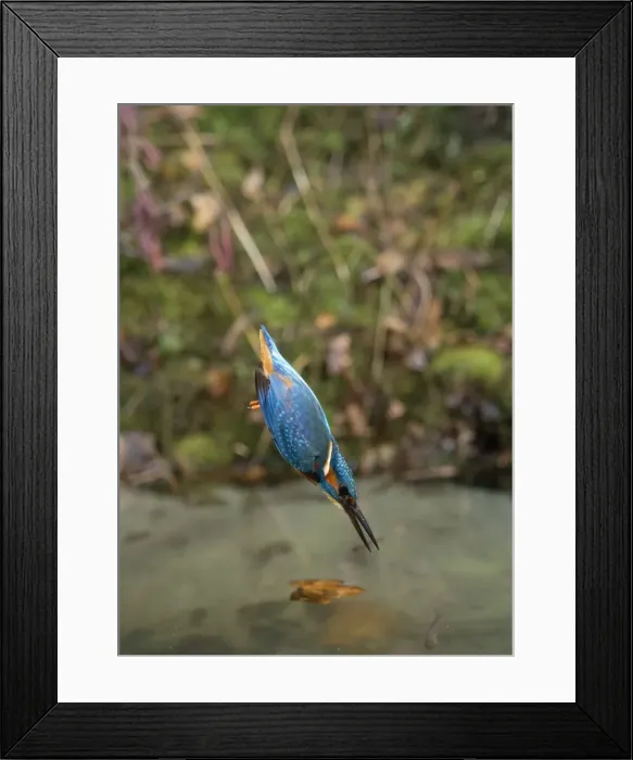 Framed Print : Kingfisher - diving Framed Print : Kingfisher - diving