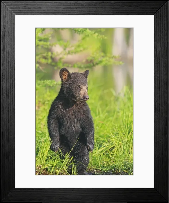 Framed Print : Black Bear - Spring cub 4 months old. Minnesota - USA Framed Print : Black Bear - Spring cub 4 months old. Minnesota - USA