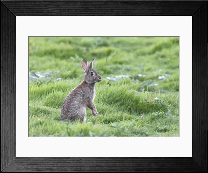 Framed Print : European Rabbit - on hind legs Framed Print : European Rabbit - on hind legs
