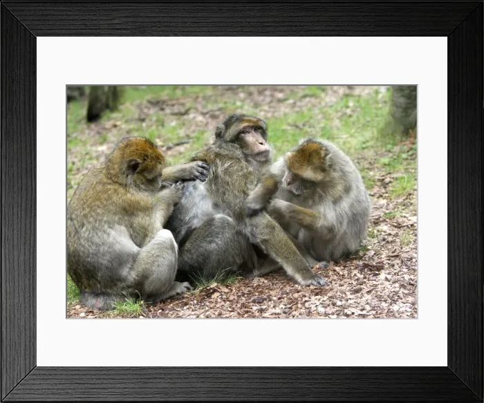 Framed Print : Barbary Macaque - three grooming. La Montagne des Singes - Kintzheim - Alsace - France Framed Print : Barbary Macaque - three grooming. La Montagne des Singes - Kintzheim - Alsace - France