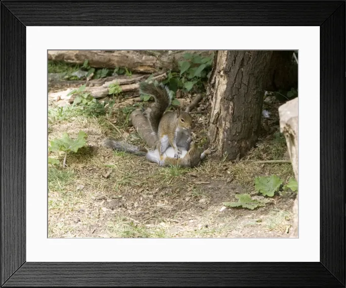 Framed Print : Grey Squirrels having a fight on ground then continued along a branch Oxon UK Framed Print : Grey Squirrels having a fight on ground then continued along a branch Oxon UK