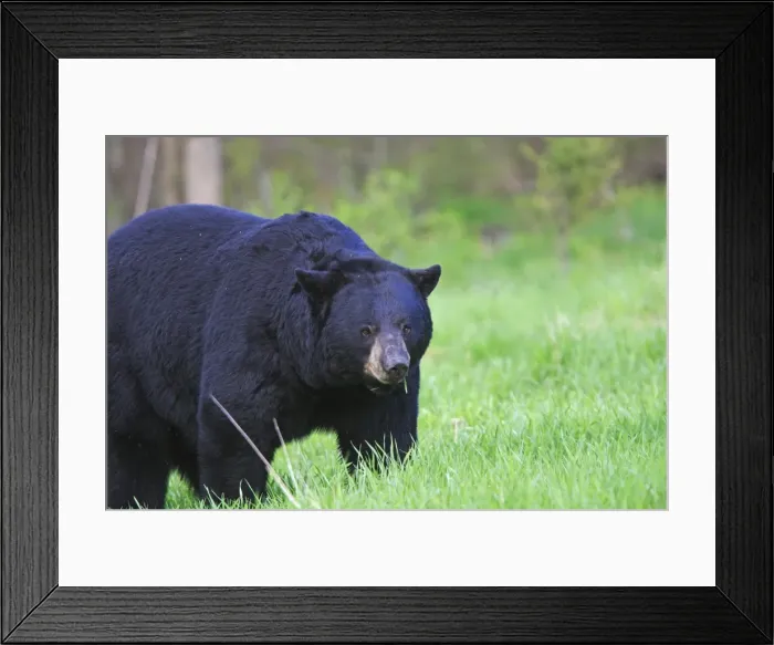 Framed Print : Black Bear - adult male. Minnesota - USA Framed Print : Black Bear - adult male. Minnesota - USA