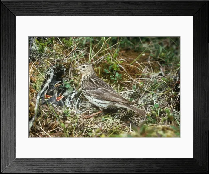 Framed Print : Red-throated Pipit - with chicks in nest Framed Print : Red-throated Pipit - with chicks in nest