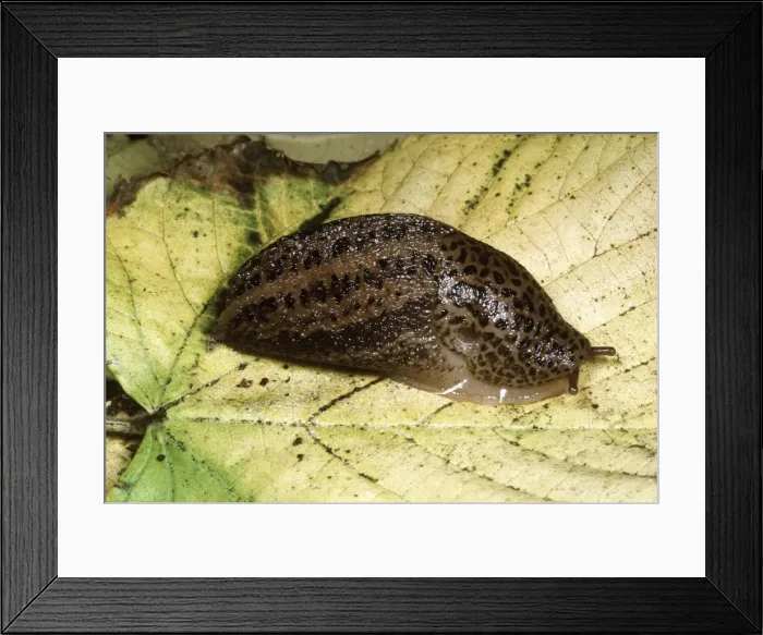 Framed Print : Great Grey Slug / Leopard Slug - UK's largest slug, garden pest Framed Print : Great Grey Slug / Leopard Slug - UK's largest slug, garden pest