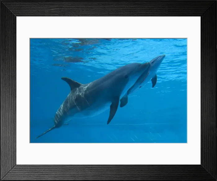 Framed Print : Bottlenose Dolphin - recently born calf swims with mother - Oltremare lagoon – Riccione – Italy The pregnancy lasted 54 weeks. The male calf was born July 2nd 2010 at 8 Framed Print : Bottlenose Dolphin - recently born calf swims with mother - Oltremare lagoon – Riccione – Italy The pregnancy lasted 54 weeks. The male calf was born July 2nd 2010 at 8