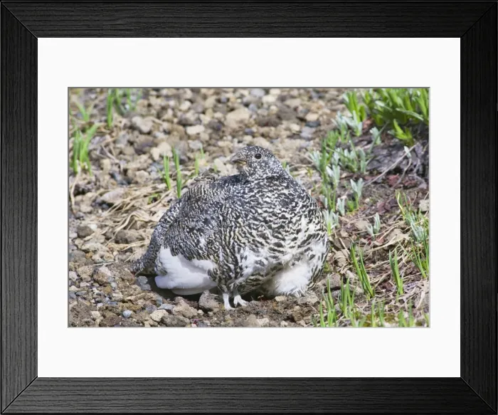 Framed Print : White-tailed Ptarmigans - hen is brooding chicks (atl east 7) on cool summer morning in alpine meadow - Mount Rainier National Park - WA - Summer _AAX5580 Framed Print : White-tailed Ptarmigans - hen is brooding chicks (atl east 7) on cool summer morning in alpine meadow - Mount Rainier National Park - WA - Summer _AAX5580