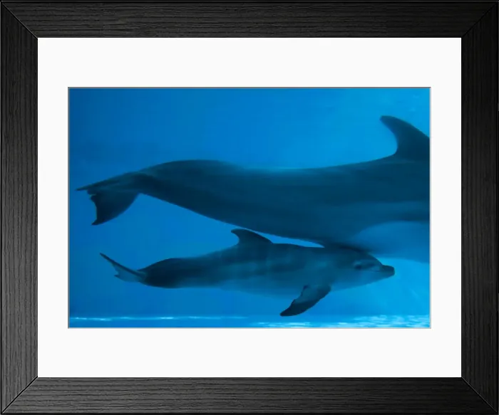 Framed Print : Bottlenose Dolphin - recently born calf swims with mother - Oltremare lagoon – Riccione – Italy The pregnancy lasted 54 weeks. The male calf was born July 2nd 2010 at 8 Framed Print : Bottlenose Dolphin - recently born calf swims with mother - Oltremare lagoon – Riccione – Italy The pregnancy lasted 54 weeks. The male calf was born July 2nd 2010 at 8