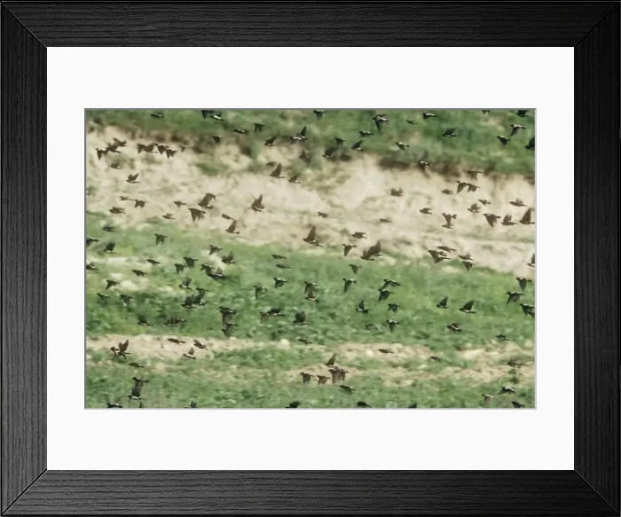 Framed Print : Rose-coloured Starling / Rosy starling - Large flock in flight - Iran Framed Print : Rose-coloured Starling / Rosy starling - Large flock in flight - Iran