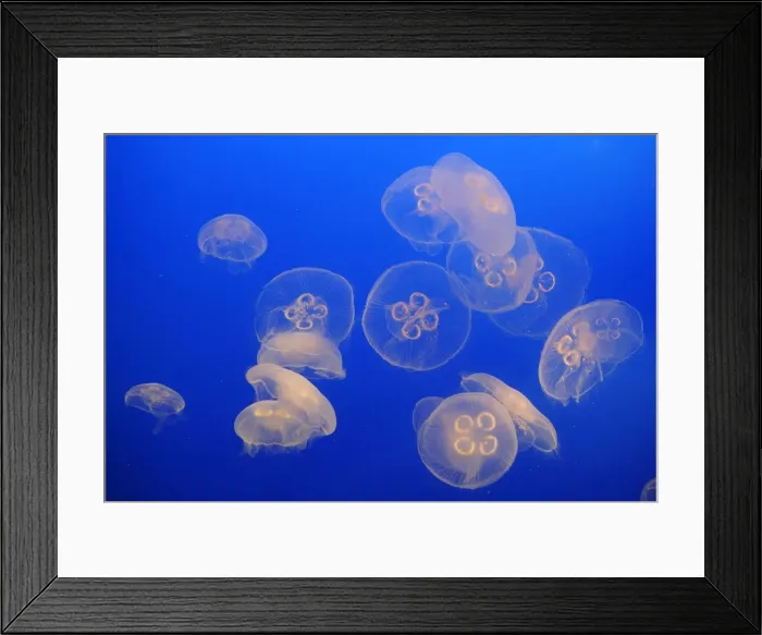 Framed Print : Moon Jellyfish. Vancouver - Canada Framed Print : Moon Jellyfish. Vancouver - Canada