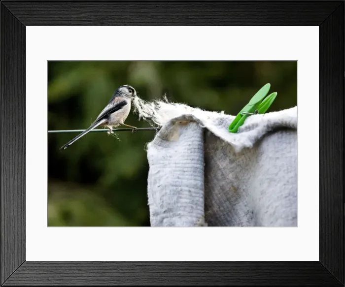 Framed Print : Long-tailed Tit - making nest with floor cloth stolen from washing line Framed Print : Long-tailed Tit - making nest with floor cloth stolen from washing line