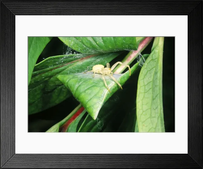 Framed Print : Crab Spider - guarding silk egg case. UK Framed Print : Crab Spider - guarding silk egg case. UK
