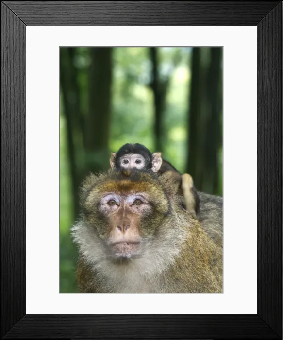Framed Print : Barbary Macaque - adult with baby. La Montagne des Singes - Kintzheim - Alsace - France Framed Print : Barbary Macaque - adult with baby. La Montagne des Singes - Kintzheim - Alsace - France