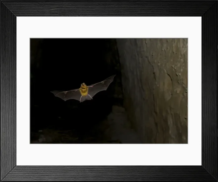 Framed Print : Persian leaf nosed Bat - in flight - Pugu Hill - Tanzania - Africa Framed Print : Persian leaf nosed Bat - in flight - Pugu Hill - Tanzania - Africa
