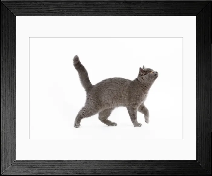 Framed Print : Cat - British Short Hair Blue - Kitten walking - looking up Framed Print : Cat - British Short Hair Blue - Kitten walking - looking up