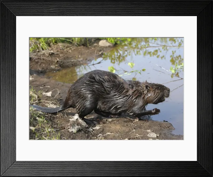 Framed Print : European Beaver - by water