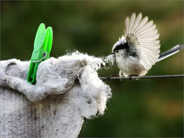 Long-tailed Tit - making nest with floor cloth stolen from washing line