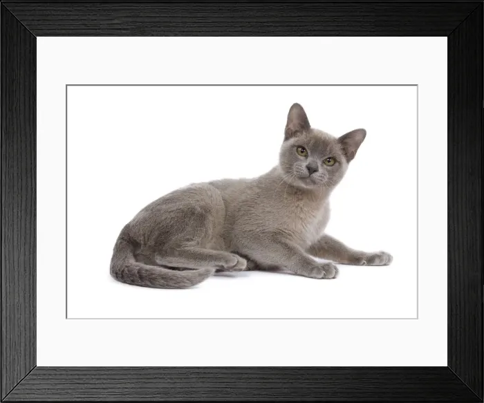Framed Print : Cat - Burnmese Lilac - lying down Framed Print : Cat - Burnmese Lilac - lying down