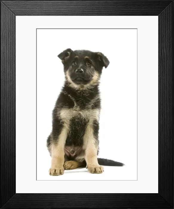 Framed Print : Dog - German Shepherd / Alsatian puppy in studio Framed Print : Dog - German Shepherd / Alsatian puppy in studio