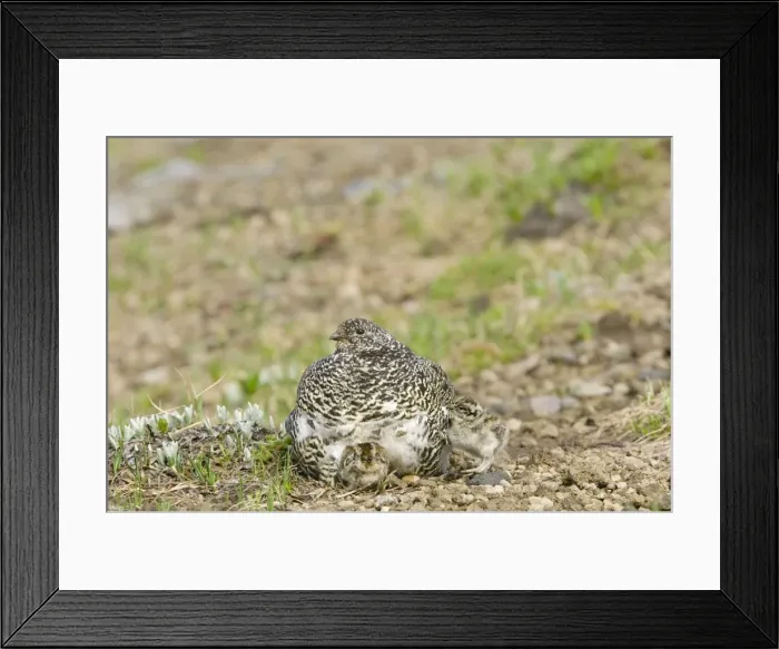 Framed Print : White-tailed Ptarmigans - hen warming young chicks on cool alpine day - Mount Rainier National Park - WA - Summer _AAX5797 Framed Print : White-tailed Ptarmigans - hen warming young chicks on cool alpine day - Mount Rainier National Park - WA - Summer _AAX5797