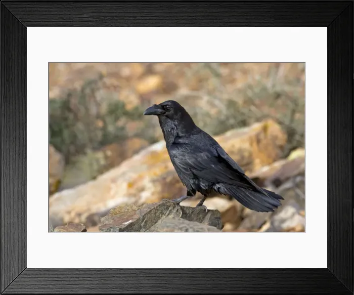 Framed Print : Common Raven - subspecies tingitanus - Fuerteventura - Canary Islands Framed Print : Common Raven - subspecies tingitanus - Fuerteventura - Canary Islands
