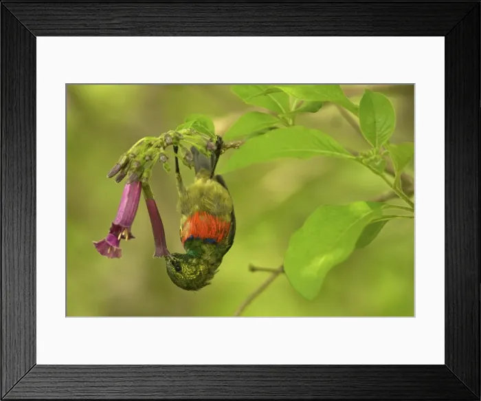 Framed Print : Eastern Double-collared Sunbird - feeding - Udzugwa Mts. - Tanzania - Africa Framed Print : Eastern Double-collared Sunbird - feeding - Udzugwa Mts. - Tanzania - Africa