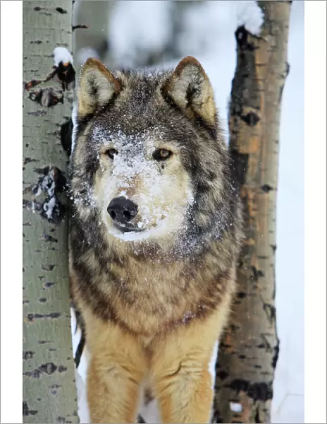 Grey  /  Timber Wolf - in snow. Montana - USA