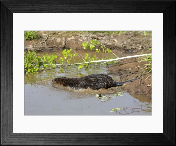 Framed Print : European Beaver - in water Framed Print : European Beaver - in water