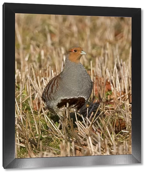 Grey Partridge - male standing in winter stubble with Autumn leaves. March. Gooderstone, Norfolk, U. K