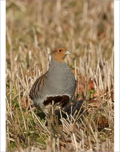 Grey Partridge - male standing in winter stubble with Autumn leaves. March. Gooderstone, Norfolk, U. K