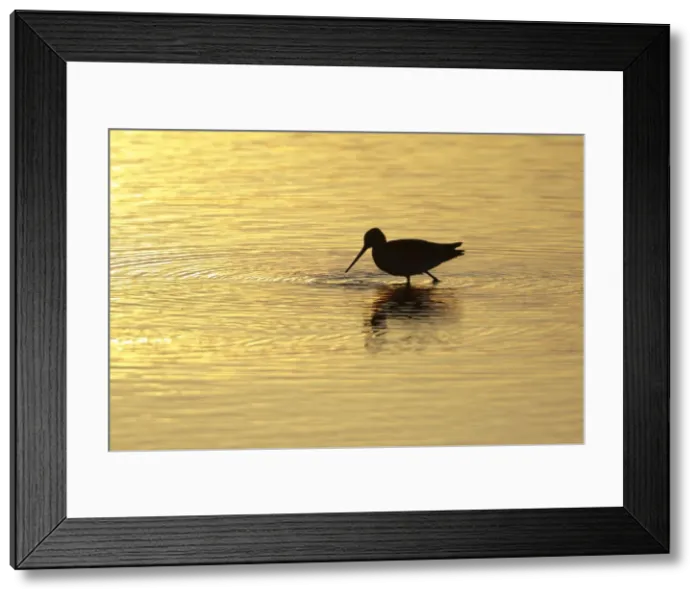Framed Print : Black-tailed Godwit - feeding in lake at sunset - Texel - Holland Framed Print : Black-tailed Godwit - feeding in lake at sunset - Texel - Holland
