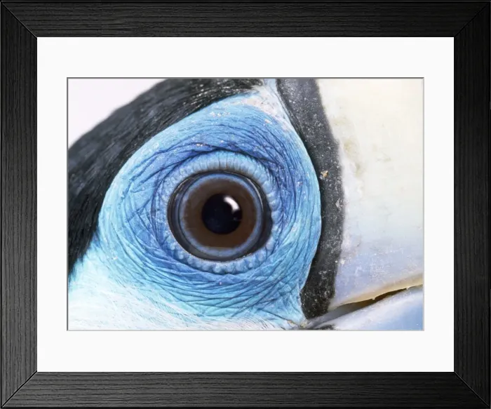 Framed Print : Red-billed Toucan - close-up of eye Digital Manipulation: eye light reflection Framed Print : Red-billed Toucan - close-up of eye Digital Manipulation: eye light reflection