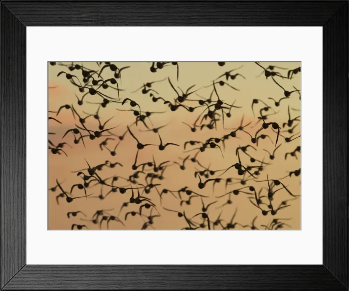 Framed Print : Knot - A flock in flight in the early morning. Norfolk, UK Framed Print : Knot - A flock in flight in the early morning. Norfolk, UK