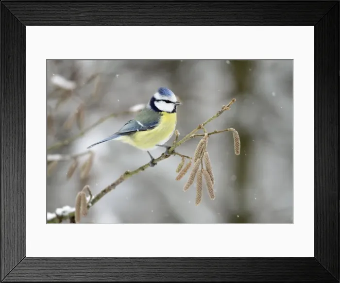 Framed Print : Blue Tit - perched on hazelnut branch in winter snow - Lower Saxony - Germany Framed Print : Blue Tit - perched on hazelnut branch in winter snow - Lower Saxony - Germany